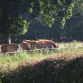 IMG 0136