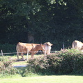 IMG 0139