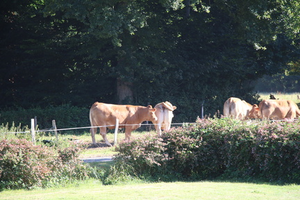 IMG 0139