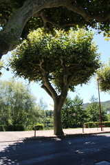 IMG 0197