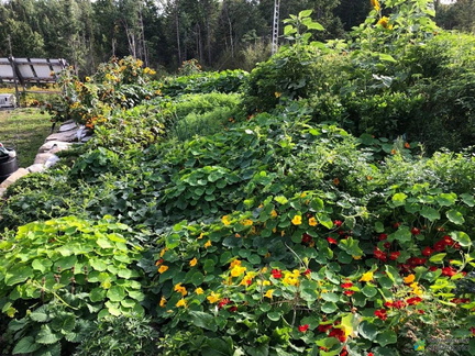 jardin-bungalow-sureleve-st-luc-de-bellechasse-1600-12973387